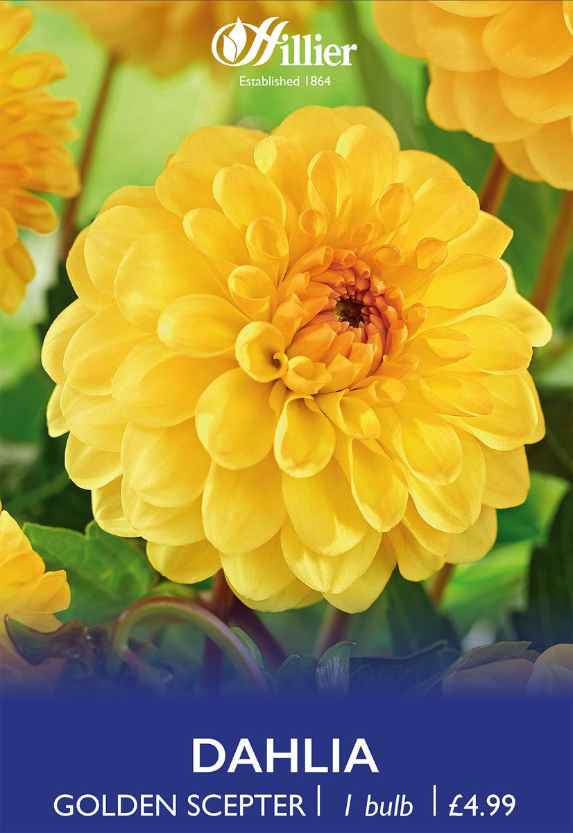 8718641997208 1 Dahlia Golden Scepter.jpg